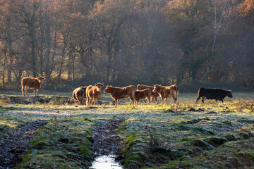 Brown cow's in a green field in France