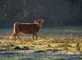 Brown cow's in a green field in France