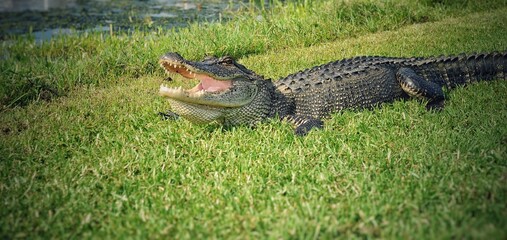 Large Louisiana Alligator Sun Bathing With Mouth Open On The Bank Of A Pond.