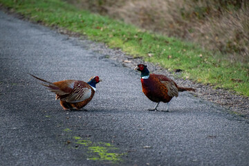 Pheasant Cocks ritual fighting