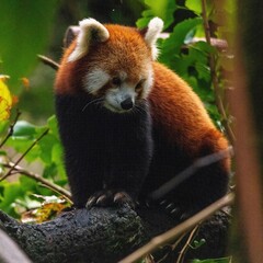 Red panda