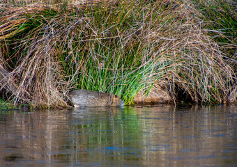 Invasive species Nutria of Myocastor Coypu on a partly frozen lake in France