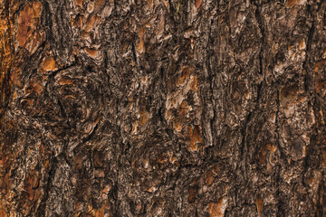 Non uniform grungy hard bark wood texture perfect for textured backdrop background that may be used for copy space or other applications.