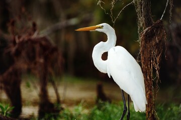 A Great Egret Standing In The Louisiana Swamp.