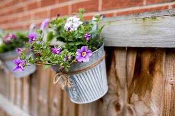 Trailing pertunia flowers in metal or tin flower pot outdoor hanging on a wooden fence in summer shot with low depth of field