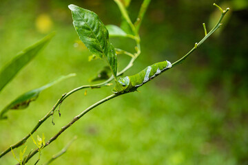 Green caterpillar of the swallowtail butterfly