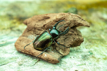 Atlas beetle (Scientific name Chalcosoma atlas), famous exotic beetle, found in Southeast Asia.