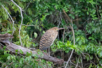 Manu National Park, Peru