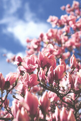 Kwitnąca różowa magnolia na tle niebieskiego nieba z chmurami © ICON