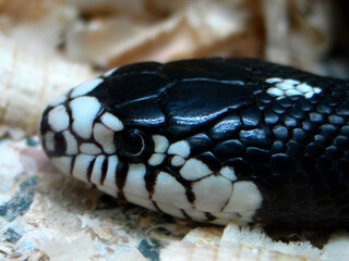 California kingsnake (Lampropeltis californiae)