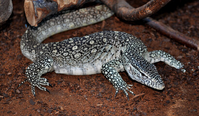 Nile monitor (Varanus niloticus)
