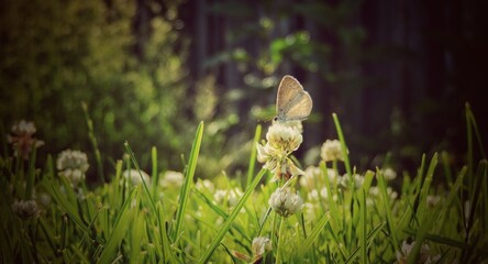 Small Butterfly On Top Of White Clover Flowers.