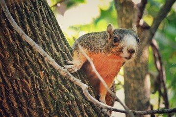 Tennessee Fox Squirrel With A Gray Face On The Side Of A Large Tree.
