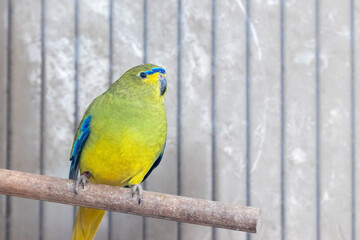 parakeet close-up in an aviary