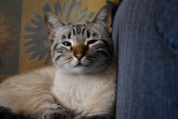 Fototapeta na wymiar retrato de un bonito gato con nariz café acostado en la sala 