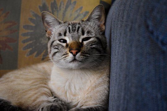 retrato de un bonito gato con nariz café acostado en la sala 