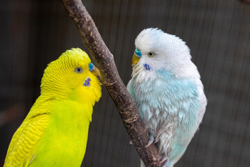 parakeet close-up in an aviary