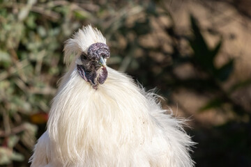 free range hens in a garden in Provence