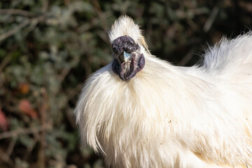 free range hens in a garden in Provence