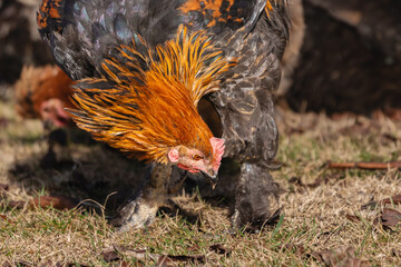 free range hens in a garden in Provence