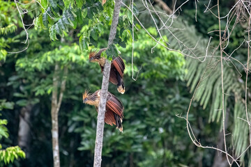Manu National Park, Peru