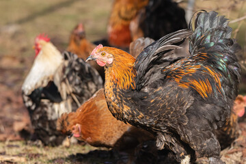 free range hens in a garden in Provence