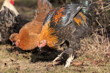 free range hens in a garden in Provence