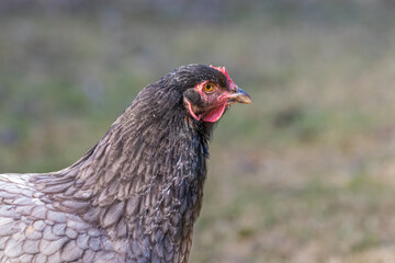 free range hens in a garden in Provence