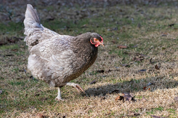 free range hens in a garden in Provence