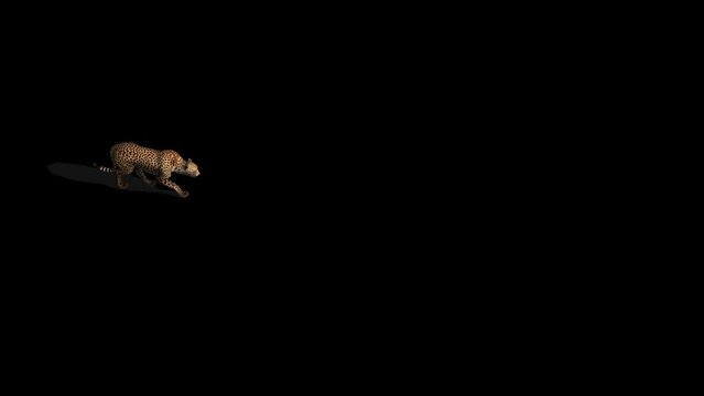 Cheetah Walking Transparent Alpha Video Animation