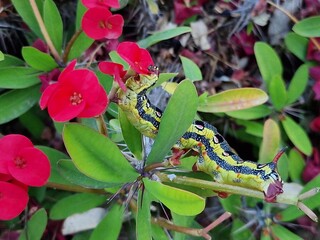 red and yellow flower and a caterpillar that eats a flower