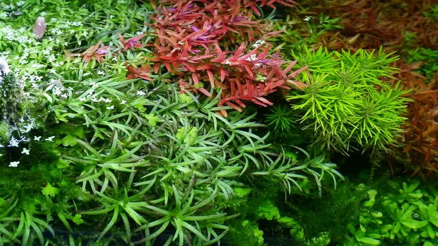 lush vegetation of healthy aquatic plants move in flow, java moss in freshwater ryoboku aquascape, Amano style planted aquarium detail, bright LED light flatlay top view, professional aquarium care