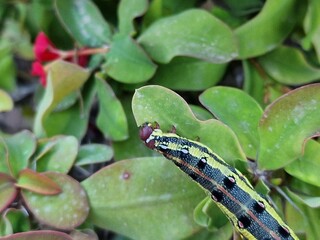 caterpillar on a leaf