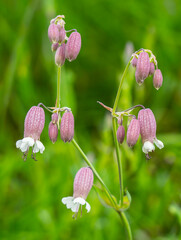 Silene vulgaris, or flake. 
Silene vulgaris, or flake - a perennial herb.