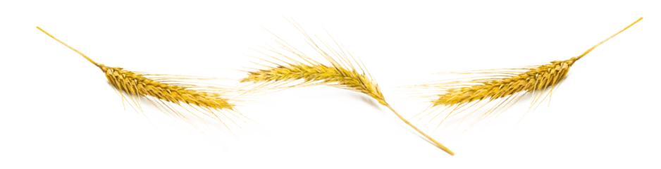 Tuinposter Rye grain. Whole, barley, harvest wheat sprouts. Wheat grain ear © Maksym