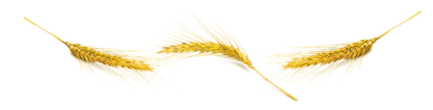 Rye grain. Whole, barley, harvest wheat sprouts. Wheat grain ear