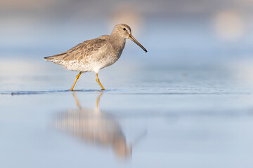 Short-billed dowitcher (Limnodromus griseus) foraging at the wetlands of Texas South Padre Island.