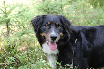 black and white dog on grass