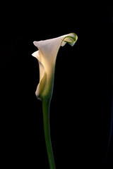 calla lily isolated on black