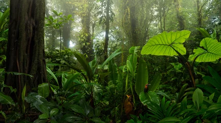 Regenwald in Mittelamerika © quickshooting