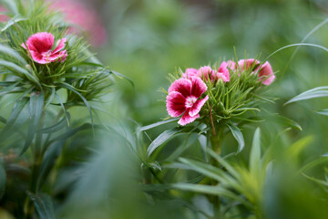 Horizontal shot of beautiful Sweet William (Dianthus Barbatus) flower in garden surrounded by green...