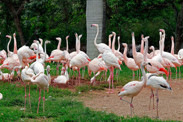Flock of Chilean flamingo