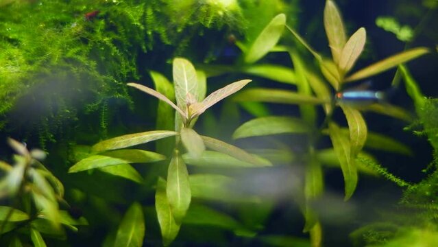dwarf hygrophila in ryoboku aquascape design, healthy aquatic vegetation, demanding planted Amano style nature freshwater aquarium for experienced aquarist, glass refraction effect, blurred background