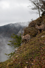 sheep in the mountains