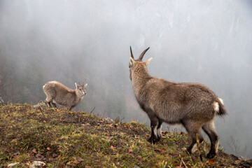 two goats on the meadow