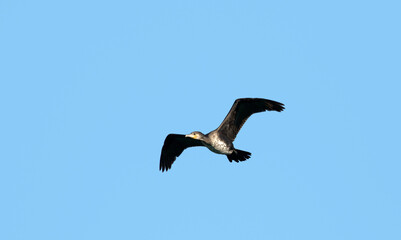 A large black shag with black-brown wings and tail, and white-cream feathering over cheeks and throat