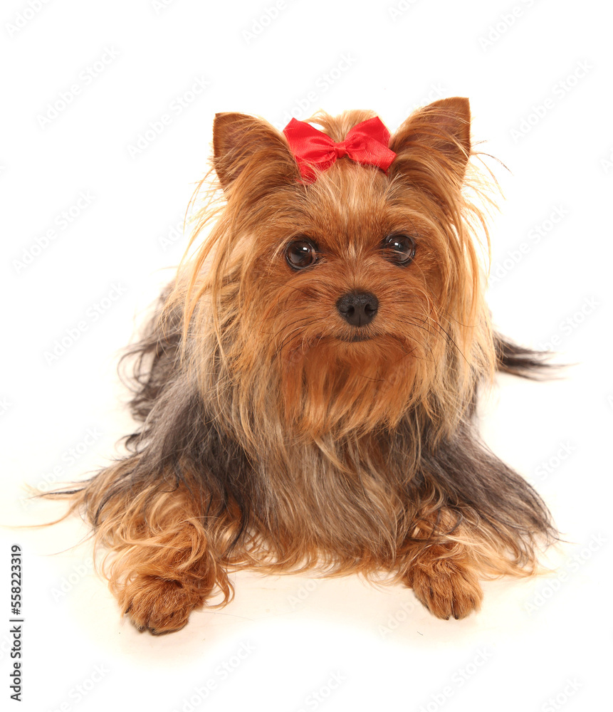 Wall mural yorkshire terrier dog isolated on a white background