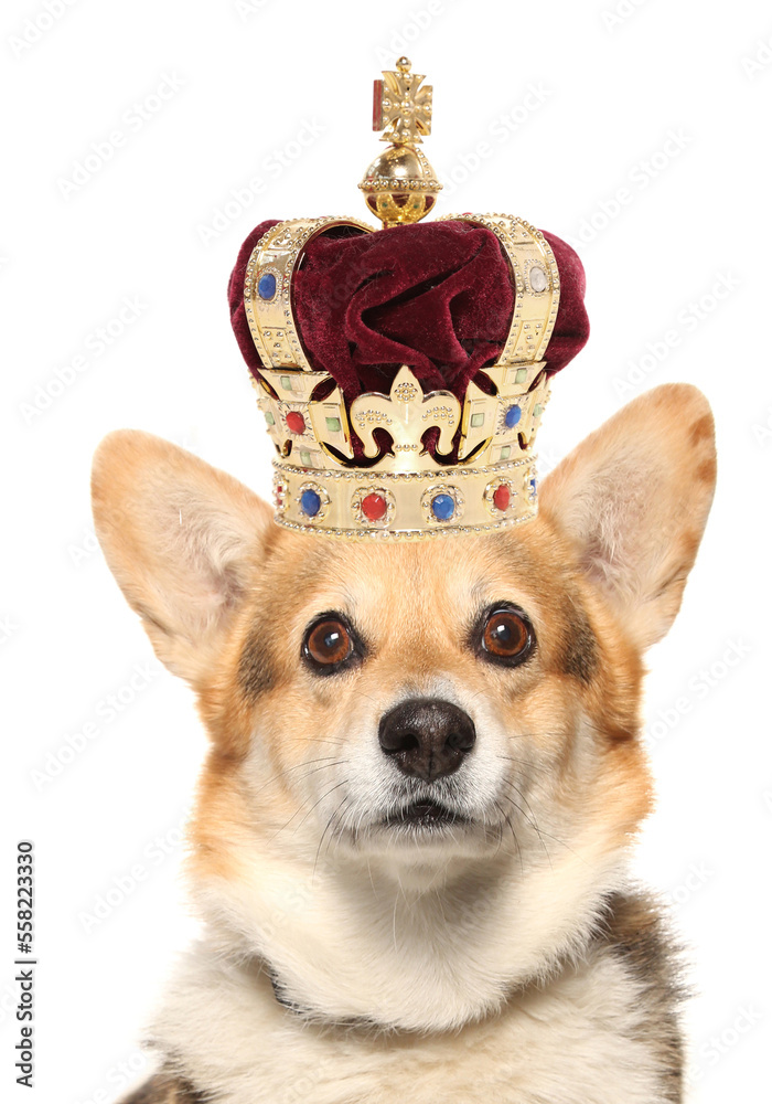 Wall mural corgi dog wearing a crown isolated on a white background