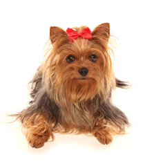 yorkshire terrier dog isolated on a white background