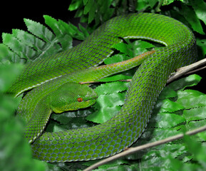 White-lipped pit viper (Cryptelytrops albolabris)